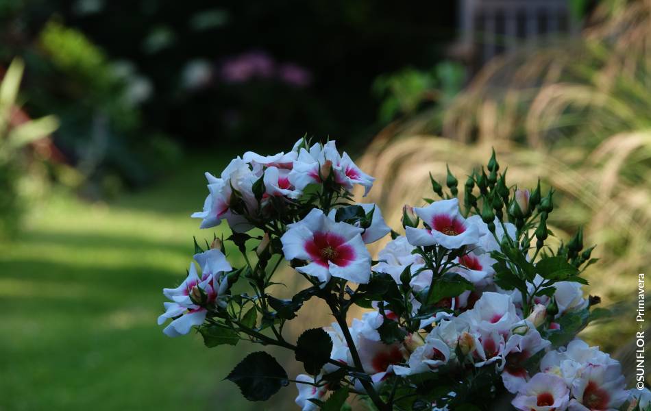 ©SUNFLOR - Primavera